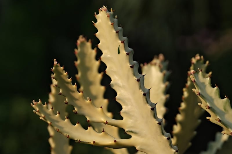 Succulents