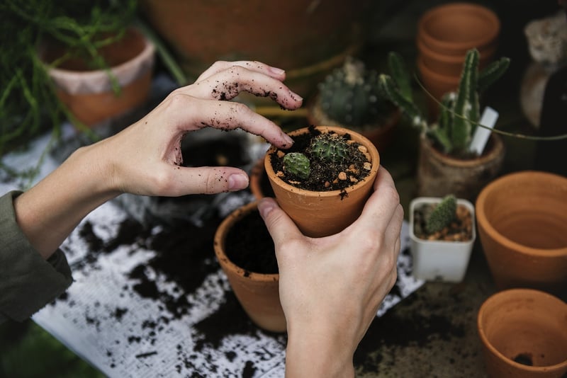 Watering and fertilization