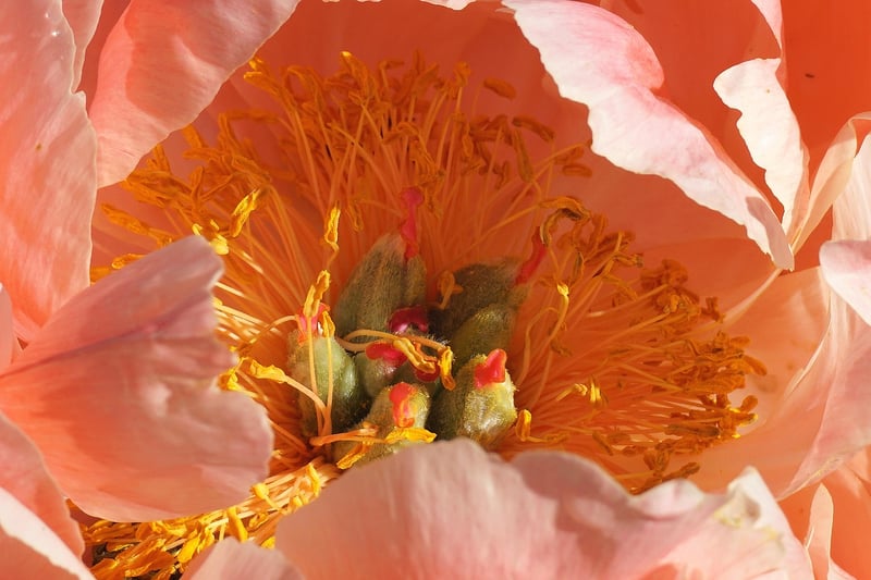 Peony
